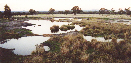 Some of the 30 ponds of Redman Bluff Wetlands ajoining Grampians Paradise Camping and Caravan Parkland